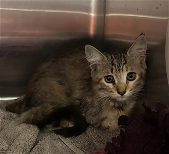 Unknown - Domestic Short Hair