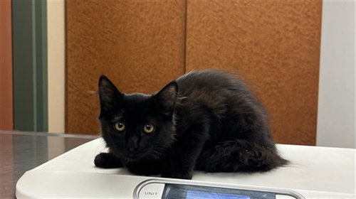 ALEJANDRO, a cat for adoption from City of Rancho Cucamonga Animal Shelter