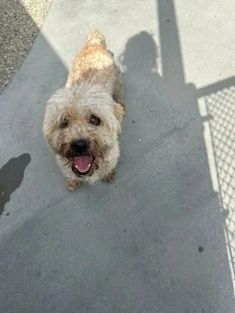Unknown - Poodle (Miniature)