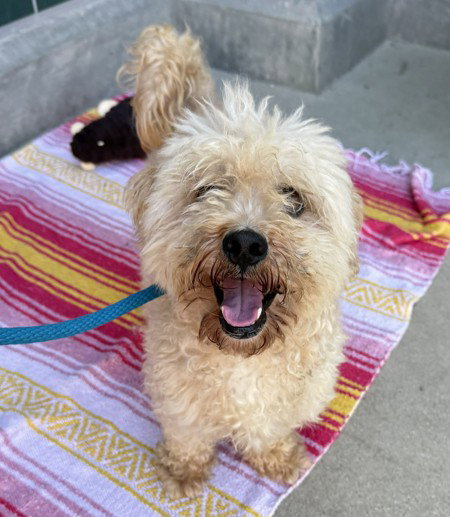FINNEGAN, a dog for adoption from City of Rancho Cucamonga Animal Shelter