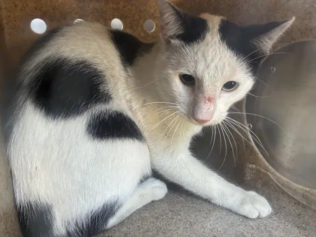 Effen - Domestic Short Hair
