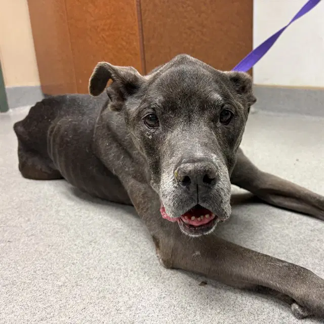 Unknown - Pit Bull Terrier