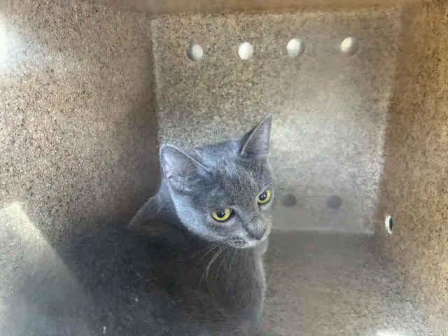 Sierra Madre - Domestic Short Hair
