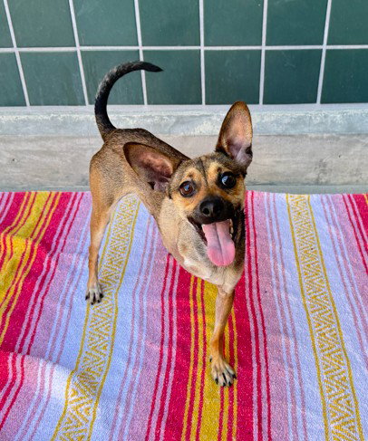GIBBLE, a dog for adoption from City of Rancho Cucamonga Animal Shelter