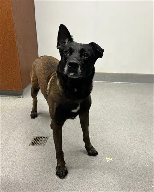 Bruno - Belgian Shepherd Malinois