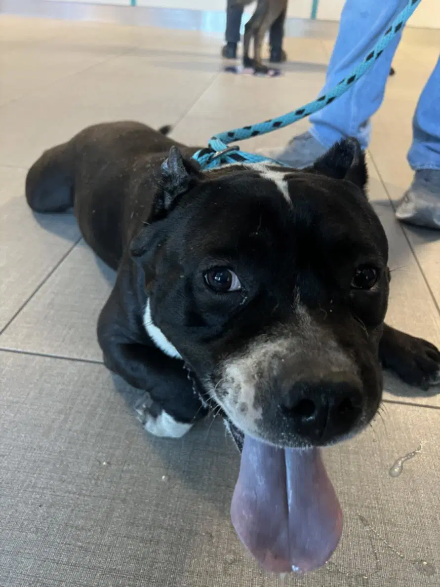 Lucky - Pit Bull Terrier