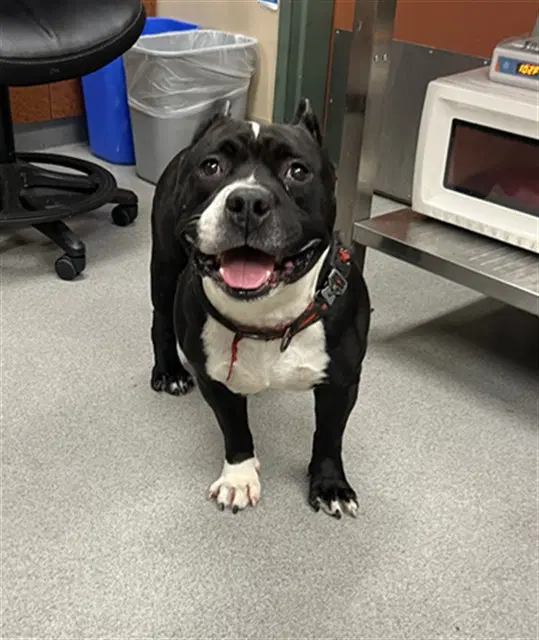 Lucky - Pit Bull Terrier