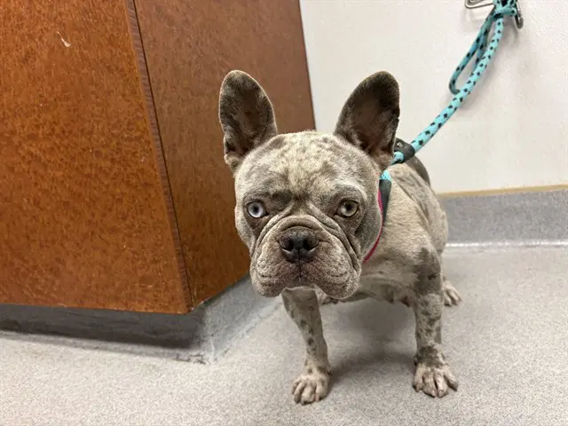 Stormi - French Bulldog