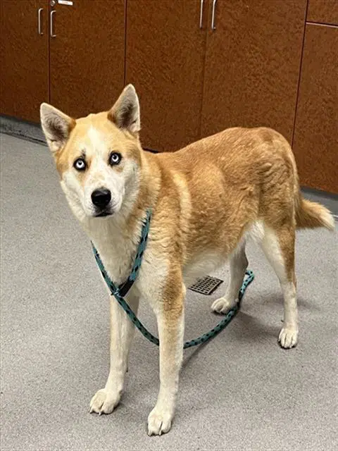 Unknown - Siberian Husky