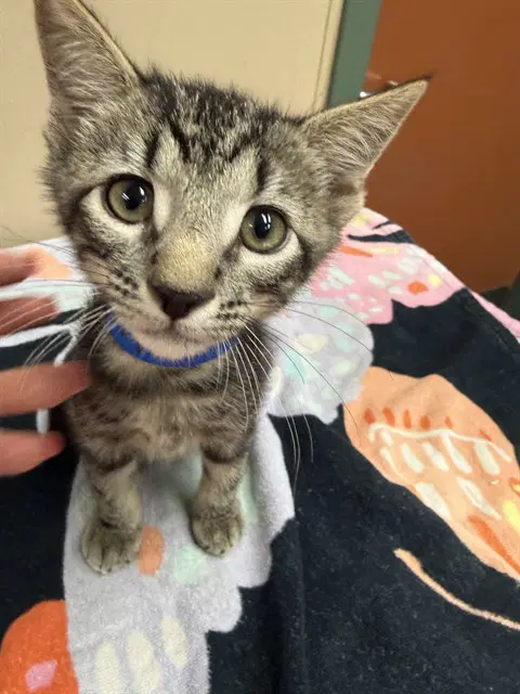 Jerry - Domestic Short Hair
