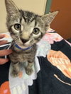 JERRY — Rancho Cucamonga, CA Adoption