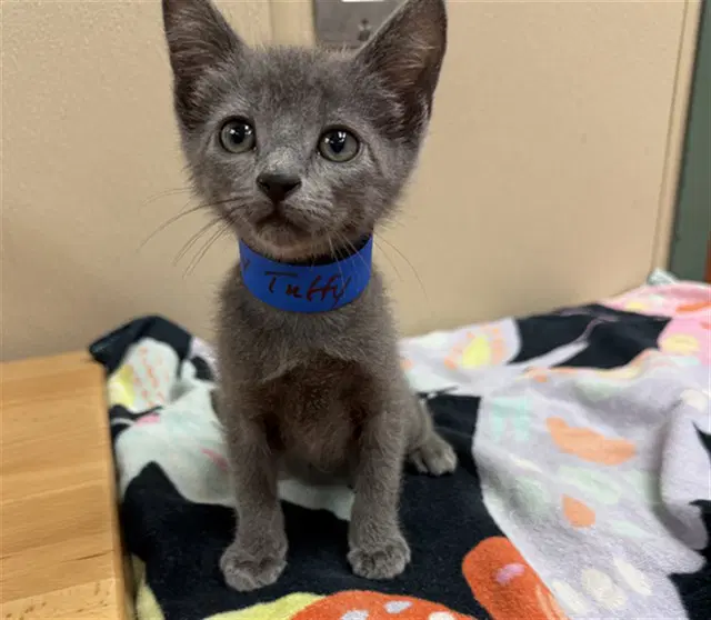 Tuffy - Domestic Short Hair