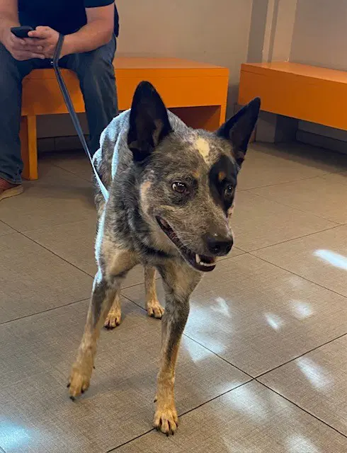 Unknown - Queensland Heeler
