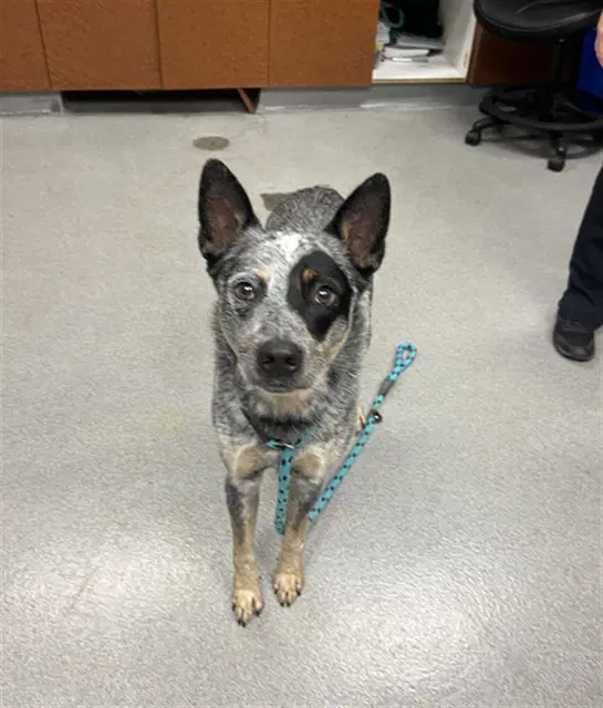 Unknown - Queensland Heeler