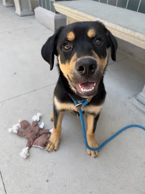 Bud - Rottweiler