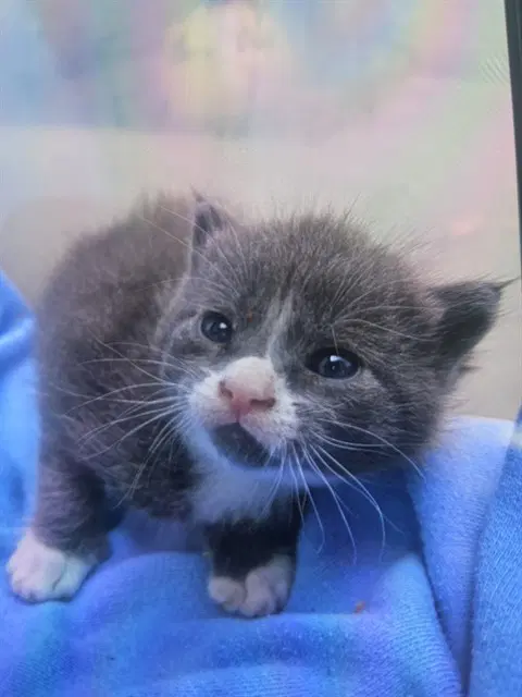 Monte - Domestic Short Hair