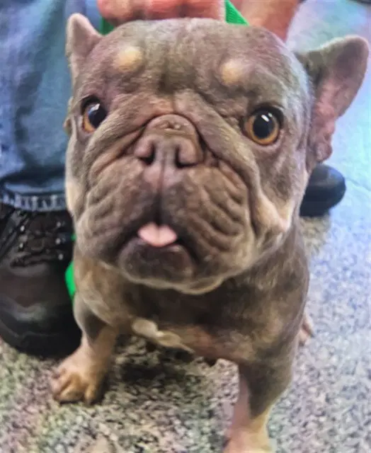 Unknown - French Bulldog