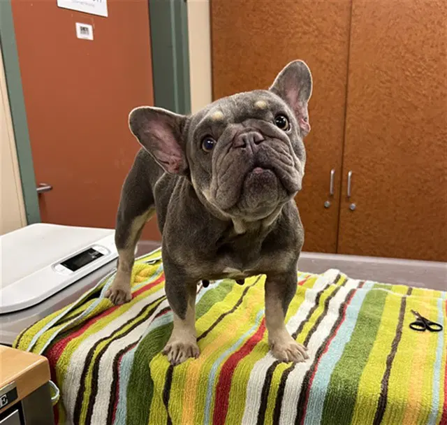 Unknown - French Bulldog