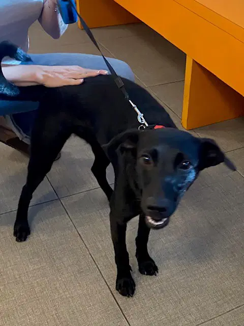 Unknown - Labrador Retriever