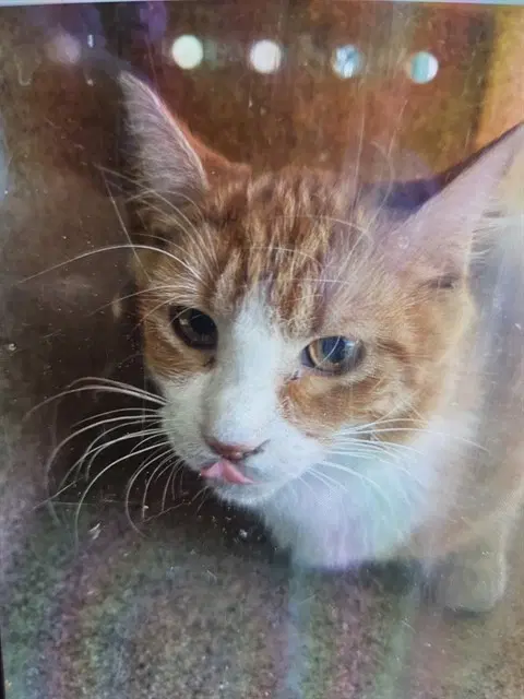 Unknown - Domestic Medium Hair