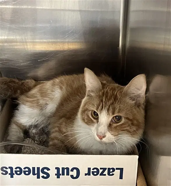 Unknown - Domestic Medium Hair