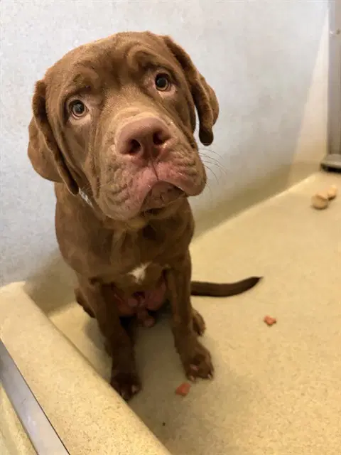 Unknown - Labrador Retriever