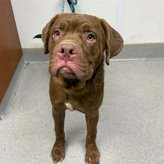 Unknown - Labrador Retriever