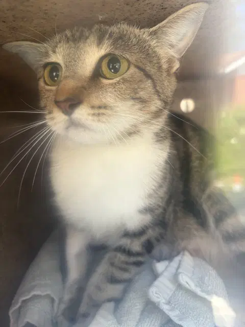Shaw - Domestic Short Hair