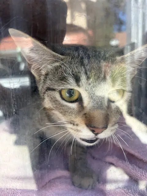Shaw - Domestic Short Hair