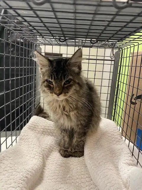 Unknown - Domestic Long Hair