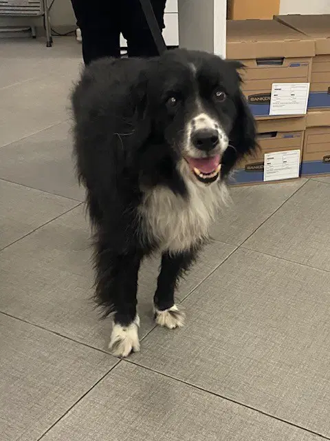 Unknown - Collie