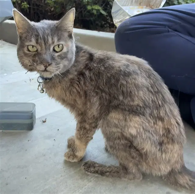 Unknown - Domestic Short Hair