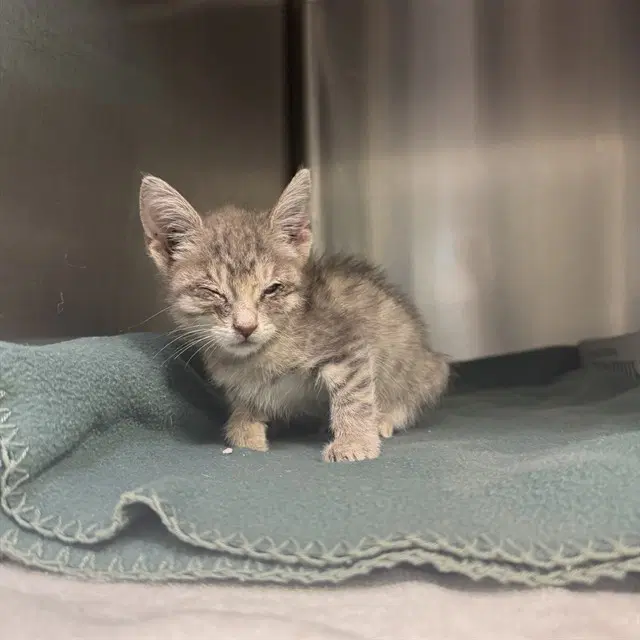 Unknown - Domestic Short Hair