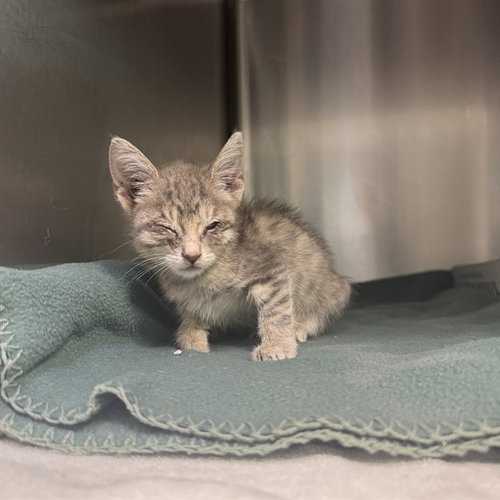 UNKNOWN, a cat for adoption from City of Rancho Cucamonga Animal Shelter
