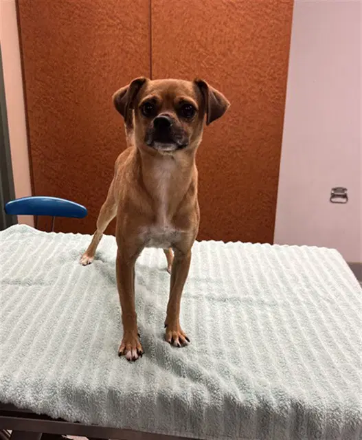 Unknown - Chihuahua
