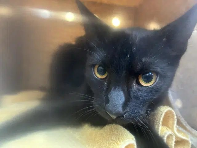 Sicilian - Domestic Medium Hair