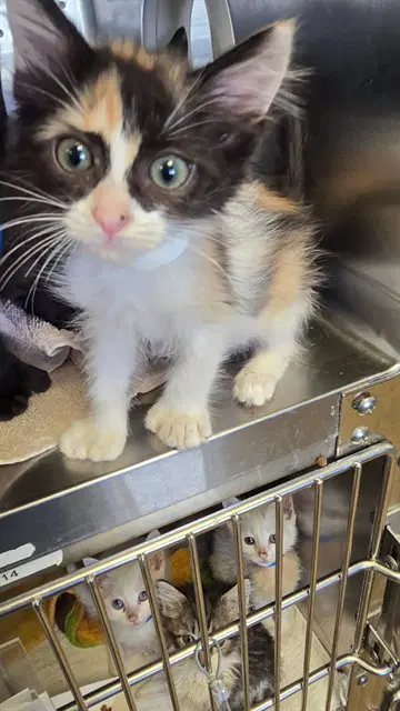Fauna - Domestic Short Hair
