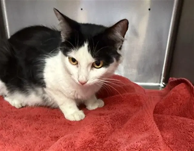 Unknown - Domestic Short Hair