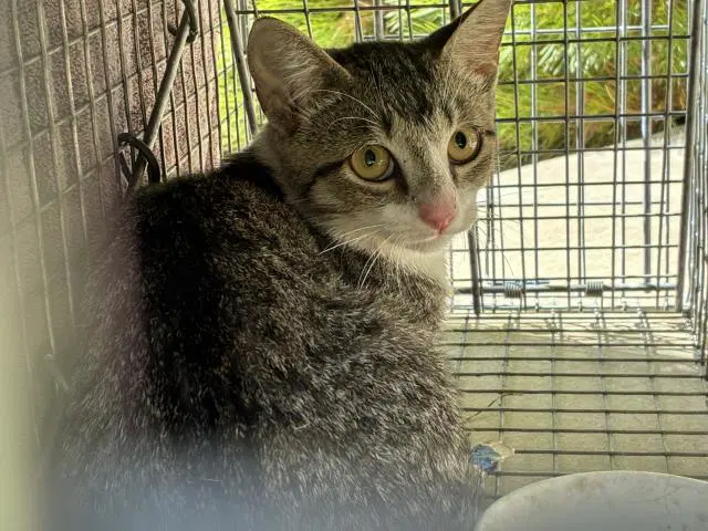 Shaw - Domestic Short Hair