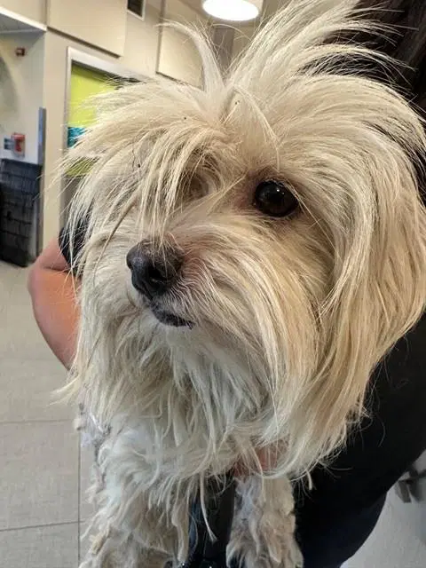 Unknown - Maltese
