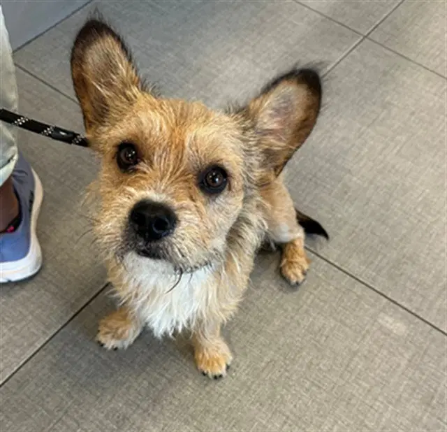 Unknown - Border Terrier