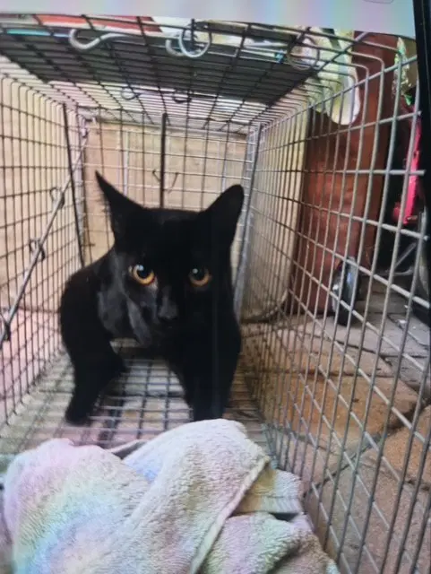 Sicilian - Domestic Short Hair