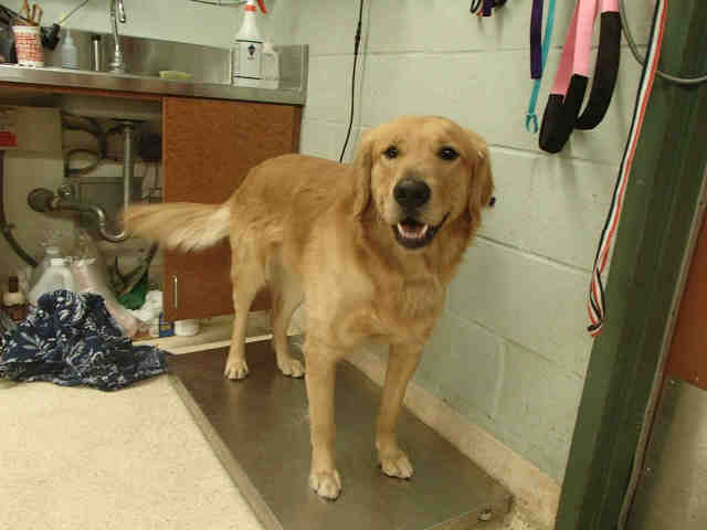 Kimi - Golden Retriever