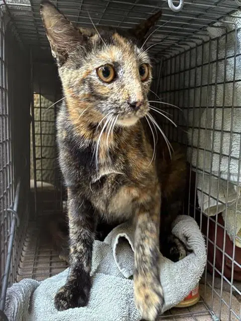 Sicilian - Domestic Short Hair