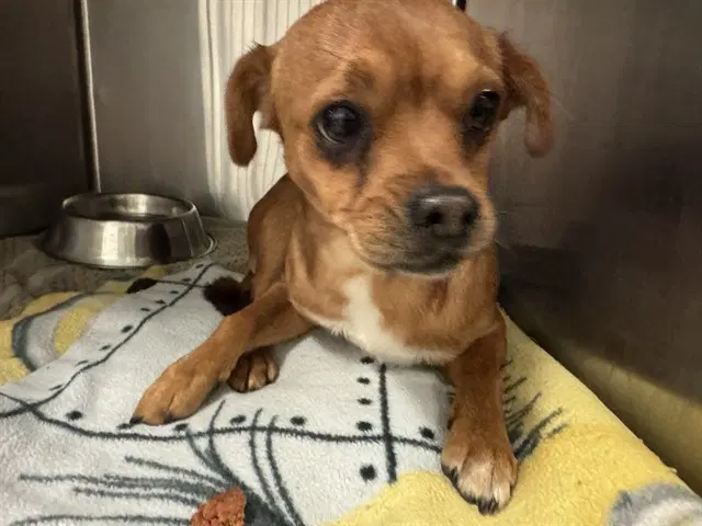 Buddy - Chihuahua