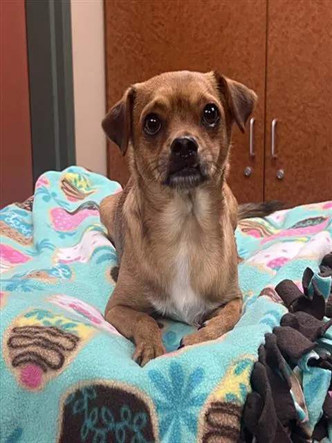 Buddy - Chihuahua
