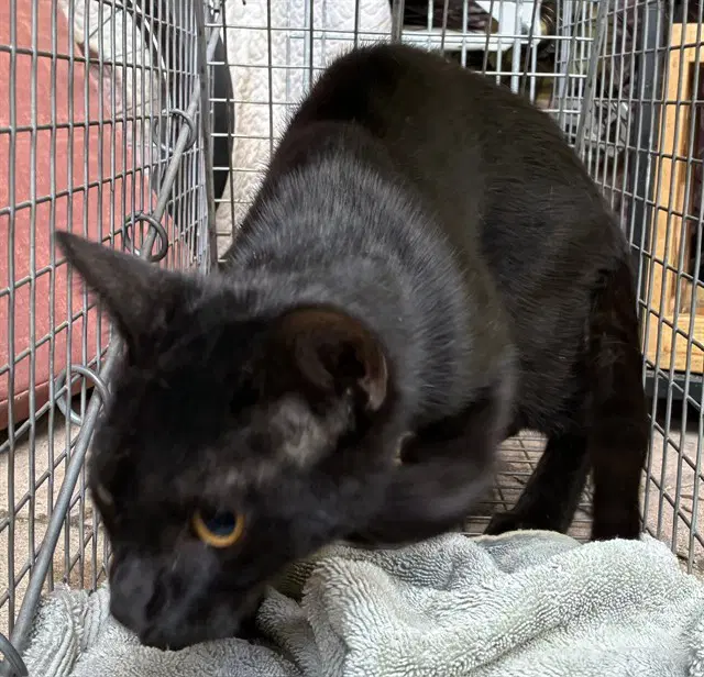 Sicilian - Domestic Short Hair