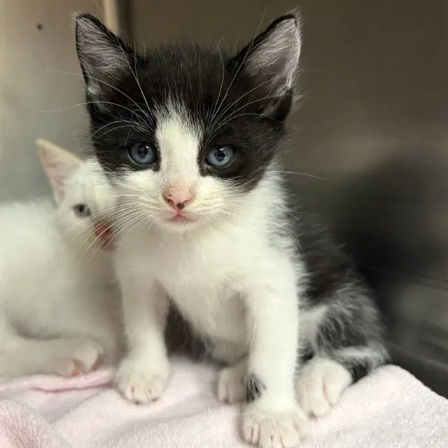 Mambo - Domestic Short Hair