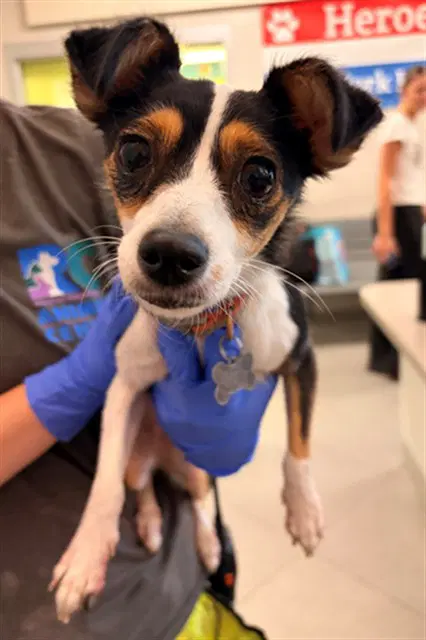 Faith - Chihuahua