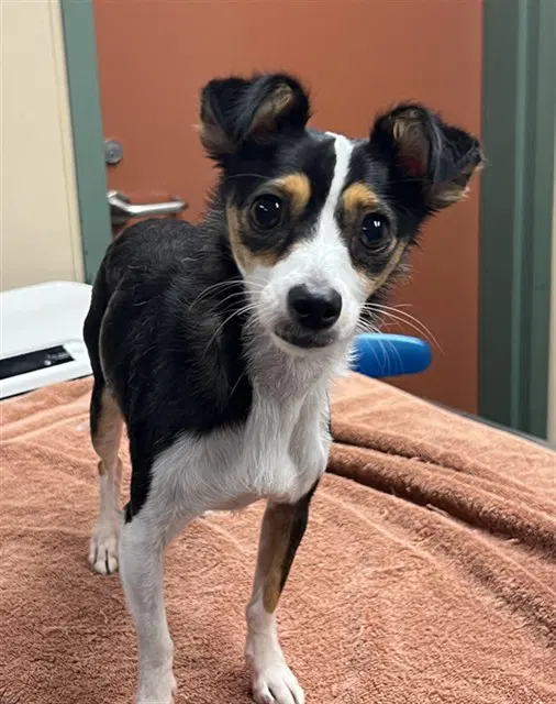 Faith - Chihuahua